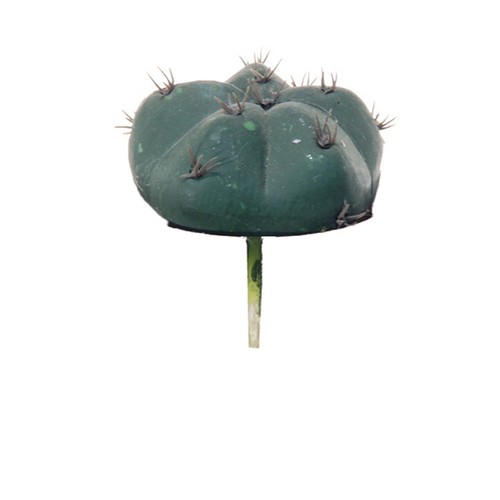 Artplants deko kaktus - artplants,