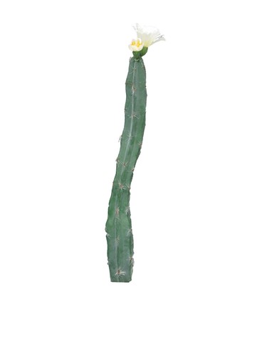Artplants deko säulenkaktus - artplants,