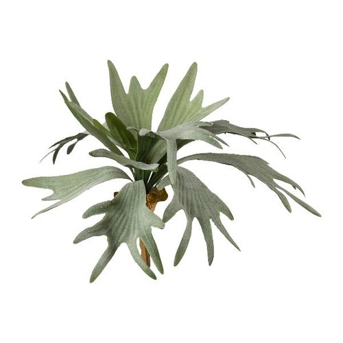 Artplants deko geweihfarn - artplants,